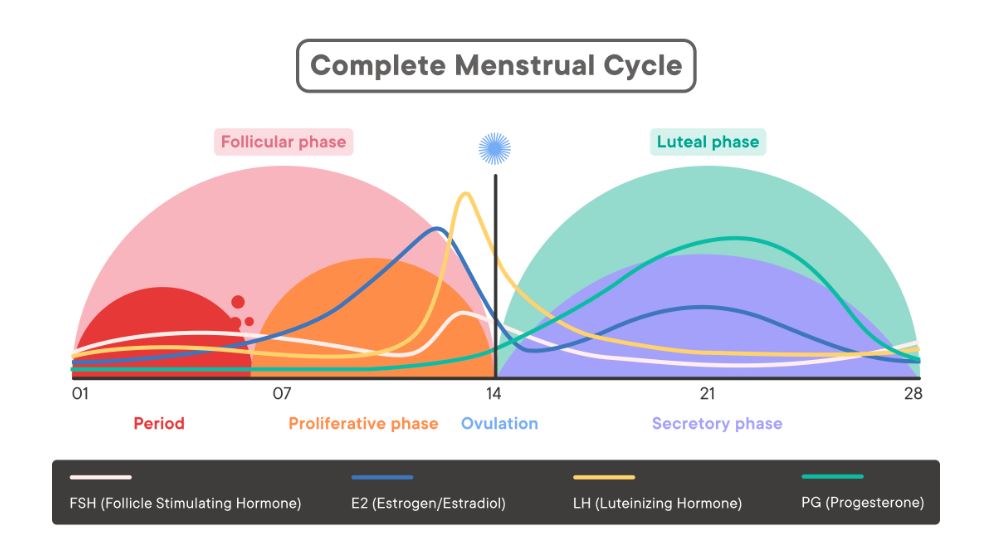 periods occur